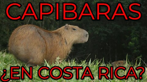 Why Introducing Non-Native Animals Is Dangerous – Capybaras in Costa Rica