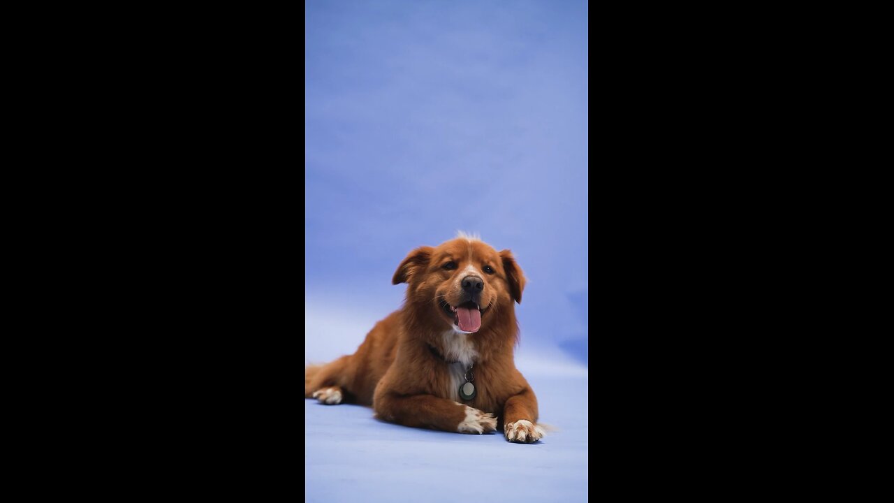 Animal lovers, follow me for more!❤️🦜