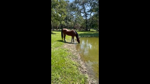 Shiloh our mustang.