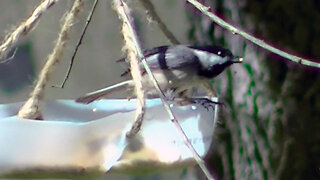 IECV NV #796 - Black Capped Chickadee Eating Seeds 4-4-2019