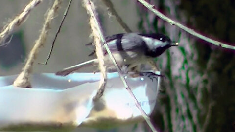 IECV NV #796 - Black Capped Chickadee Eating Seeds 4-4-2019