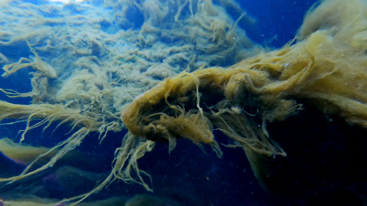 Gigantic algae infestation is creepy, yet beautiful