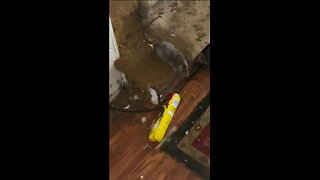 NIGHTMARE HOUSE! INSANE Rat Infestation Takes Over Entire Home 😱🐀