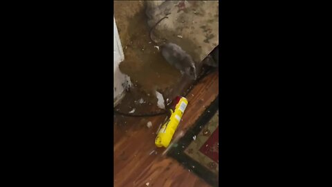 NIGHTMARE HOUSE! INSANE Rat Infestation Takes Over Entire Home 😱🐀
