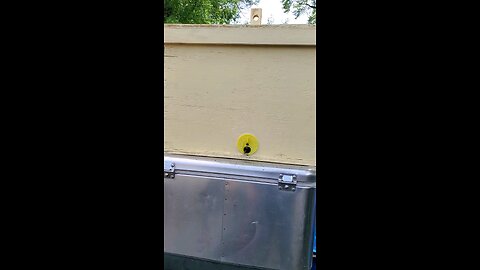 More BEEs 🐝👍