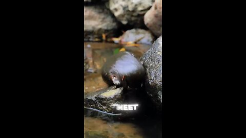 How weird is the platypus?