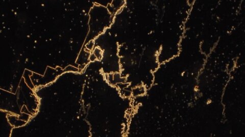 NS With Fungal Crystal Thead Development