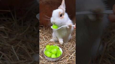 The sound of the little rabbit eating is so healing. Cute pet debut plan. Rural cute pet. Rabbit