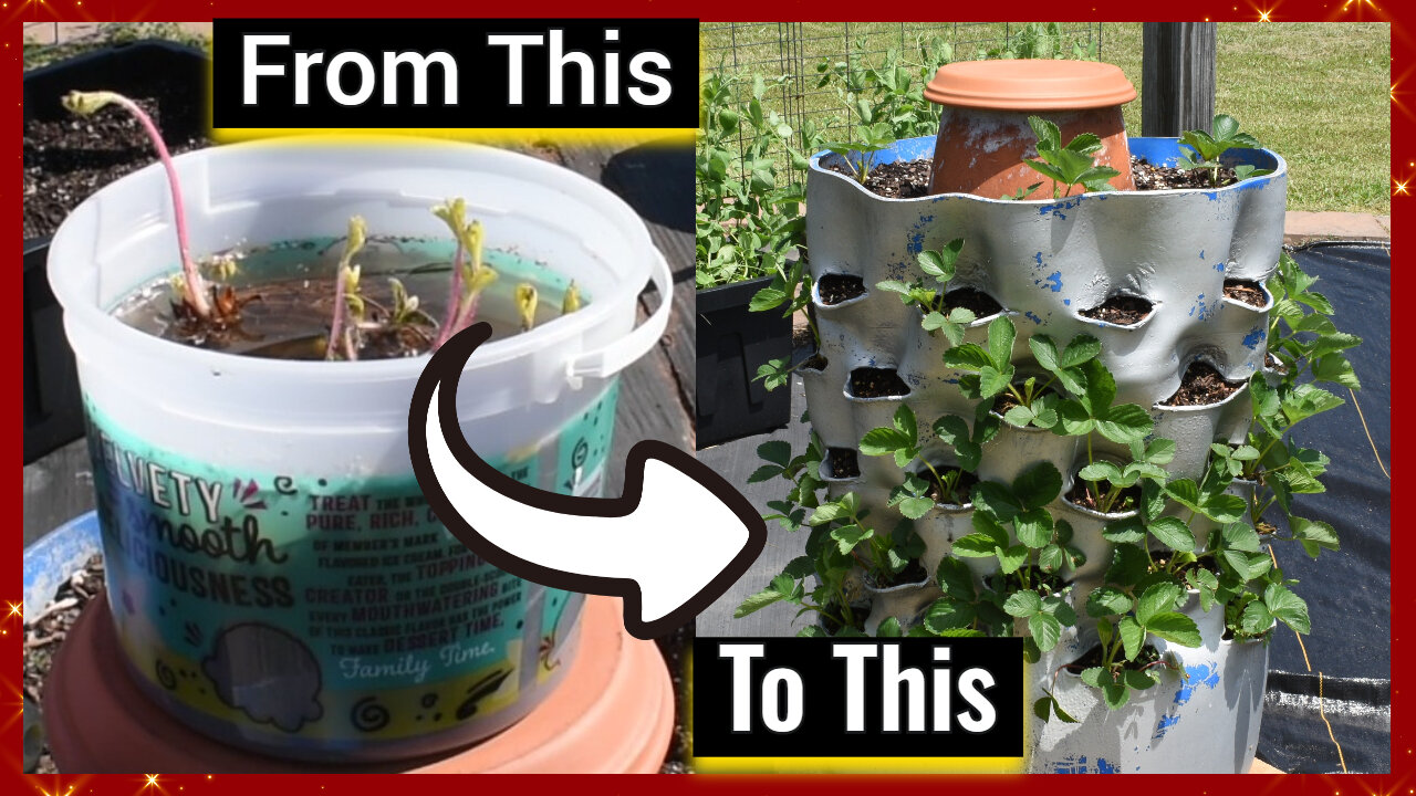 Planting Strawberries in our DIY Vertical Planter, Update on the Peas, Inspirational Thought