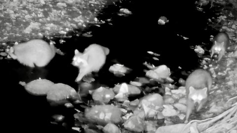 Group of Raccoons Moving Through a Stream