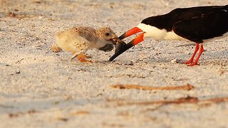 Day 15 at the Black Skimmer Colony: Chick Drama, Sibling Rivalry, and Feeding Time!