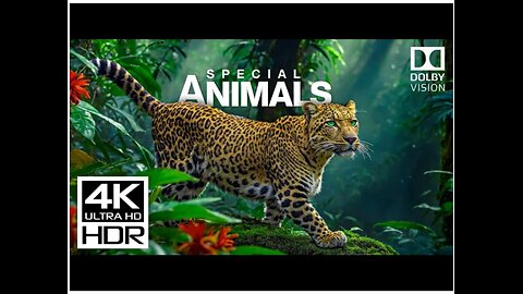 Incredible 4K Videos of Wildlife | 4K 60FPS HDR Dolby Vision