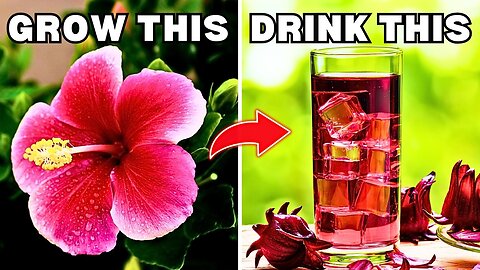 10 Tasty Edible Flowers You Can Grow! G11