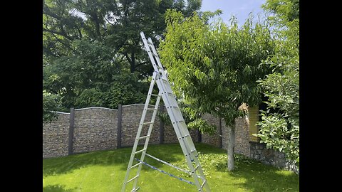 Pruning Nectarine