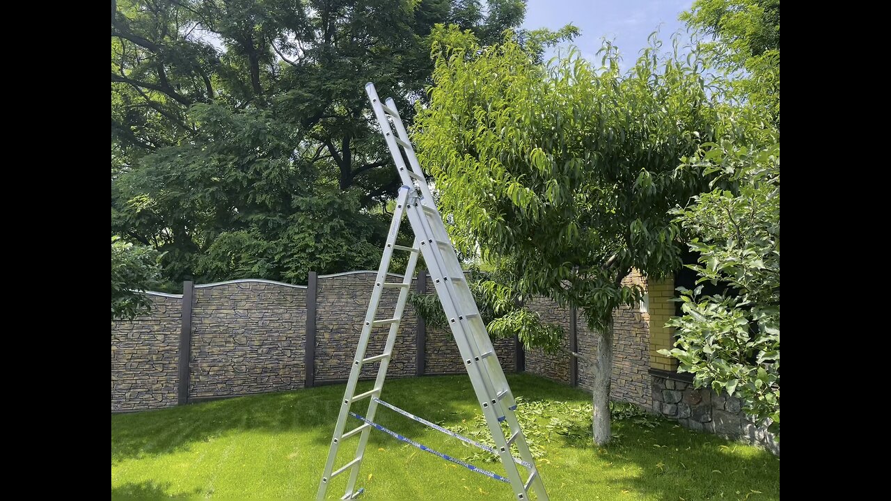 Pruning Nectarine