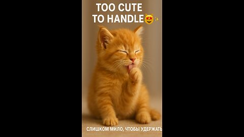 This kitty knows how to take care of himself 😻✨