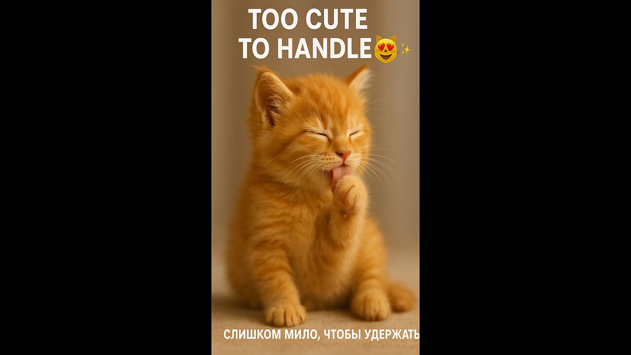 This kitty knows how to take care of himself 😻✨