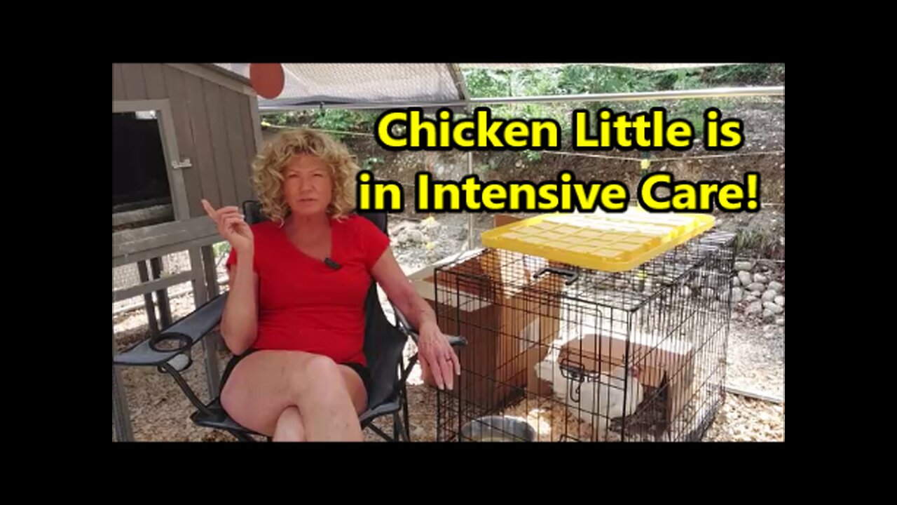 Chicken Little is Very Sick !! | Sick Chicken Flock :(
