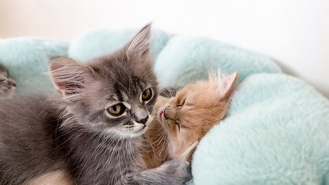 Funny Kitten Wakes up other Kittens to Play