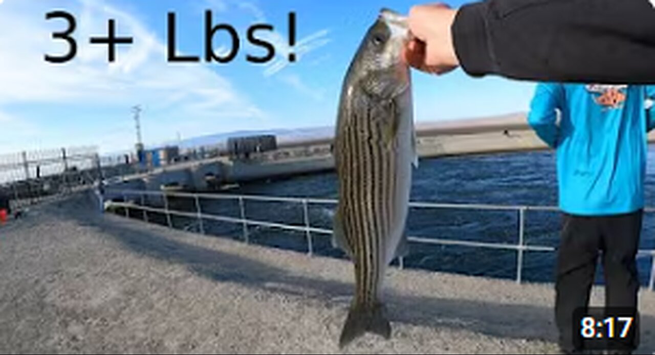 California Aqueduct Morning Striper Rush!