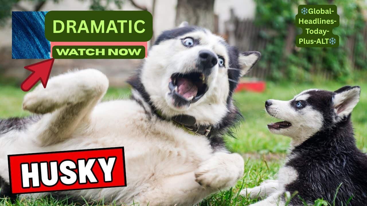 🐕 The Paw-scars: And the Winner for Best Drama is...This Dog! 🏆 manmve