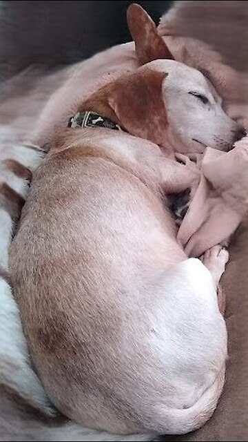 A tough choice for Cappuccino