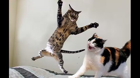 Funniest Cats and Dogs videos