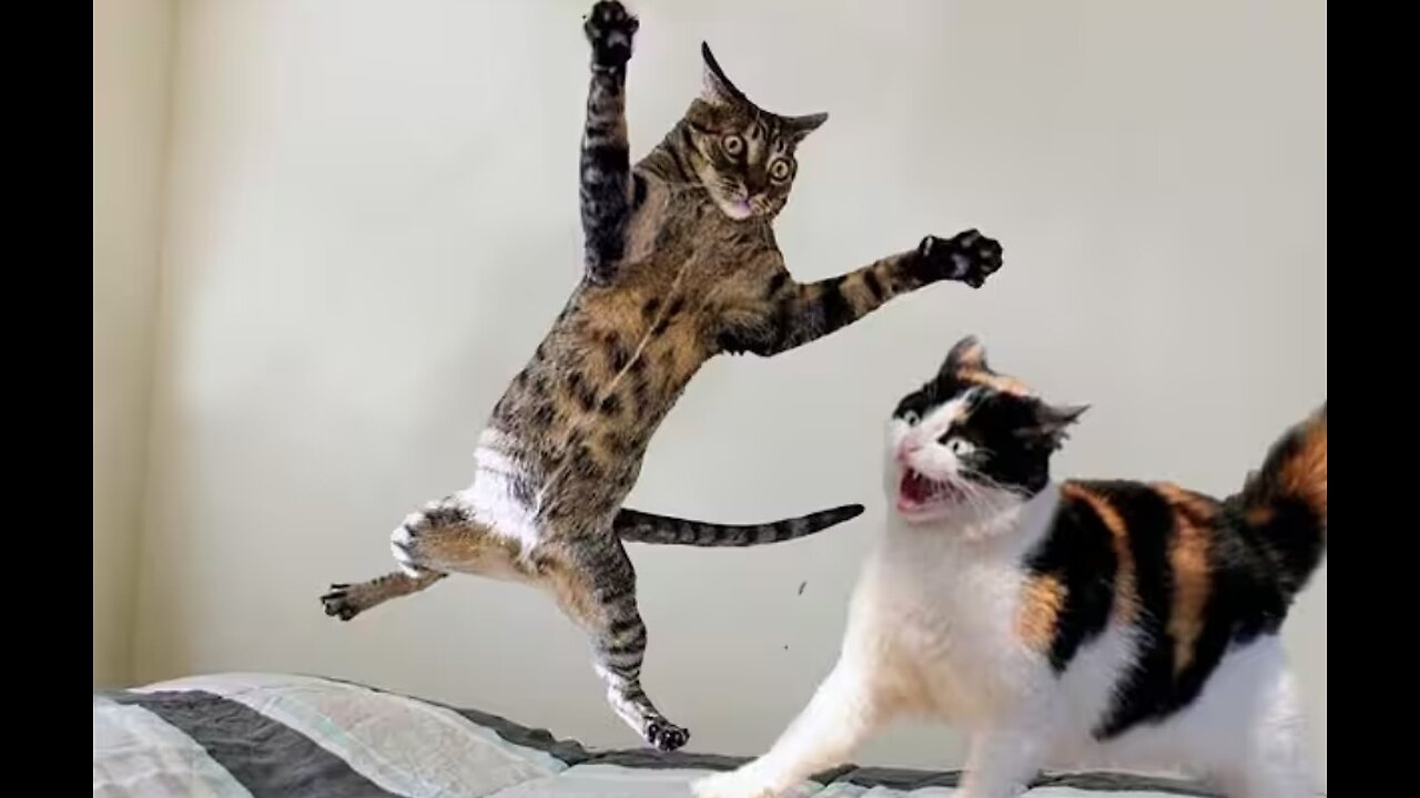 Funniest Cats and Dogs videos