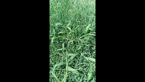 Crabgrass