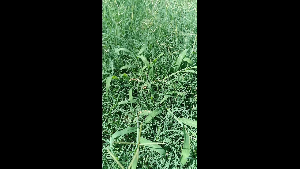 Crabgrass