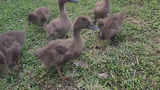 Tour of my backyard mini farm