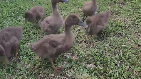 Tour of my backyard mini farm