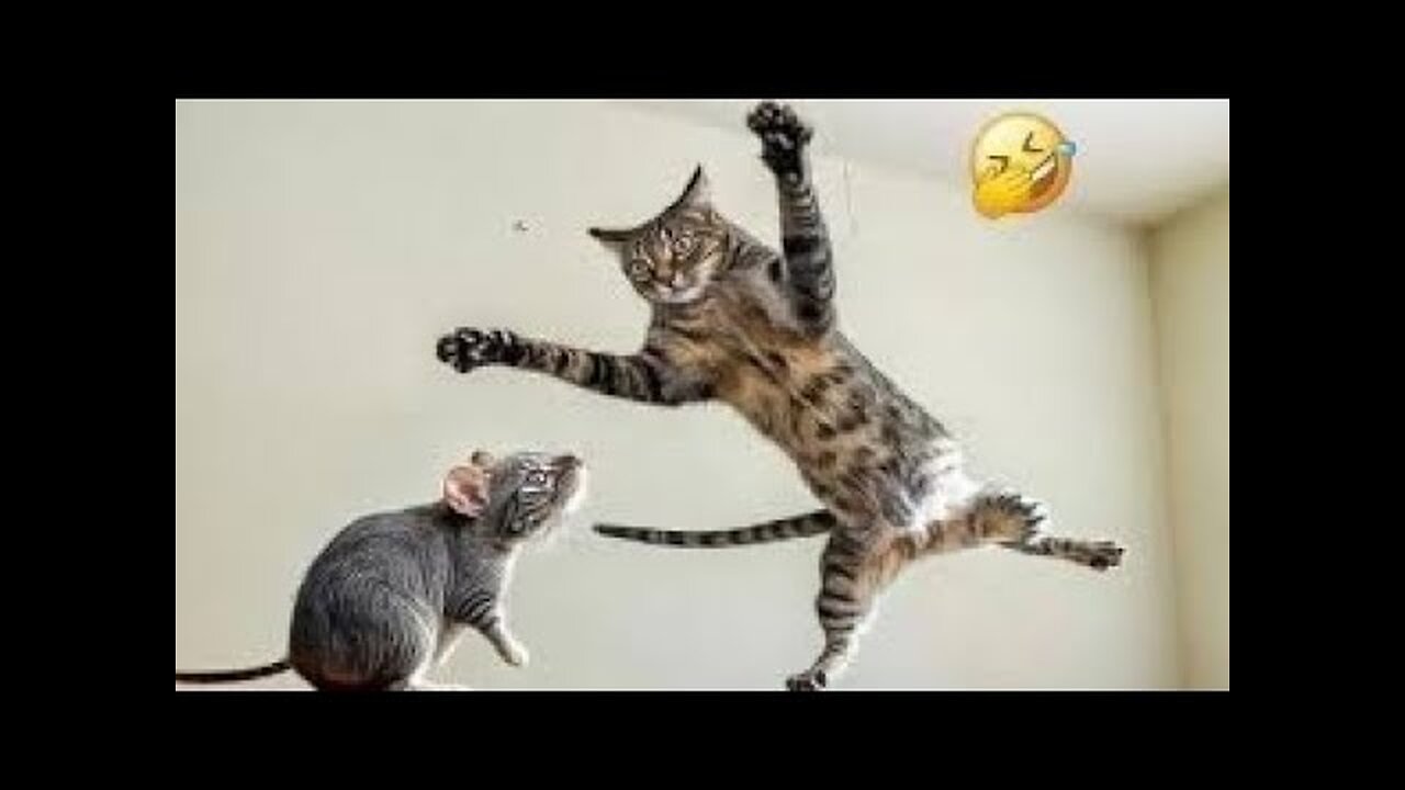 Animals That Will Have You Laughing Non-Stop! 😂🐾