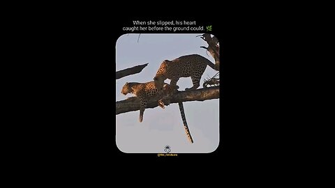 “Lion Catches His Queen From Falling 🦁👑 | Heart-Touching Wildlife Moment”