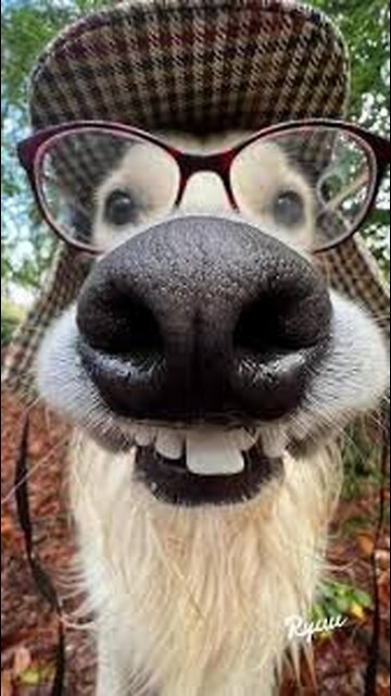 "Funniest Dog Fails Ever – Must Watch!"