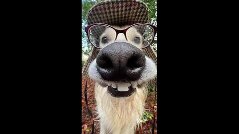 "Funniest Dog Fails Ever – Must Watch!"
