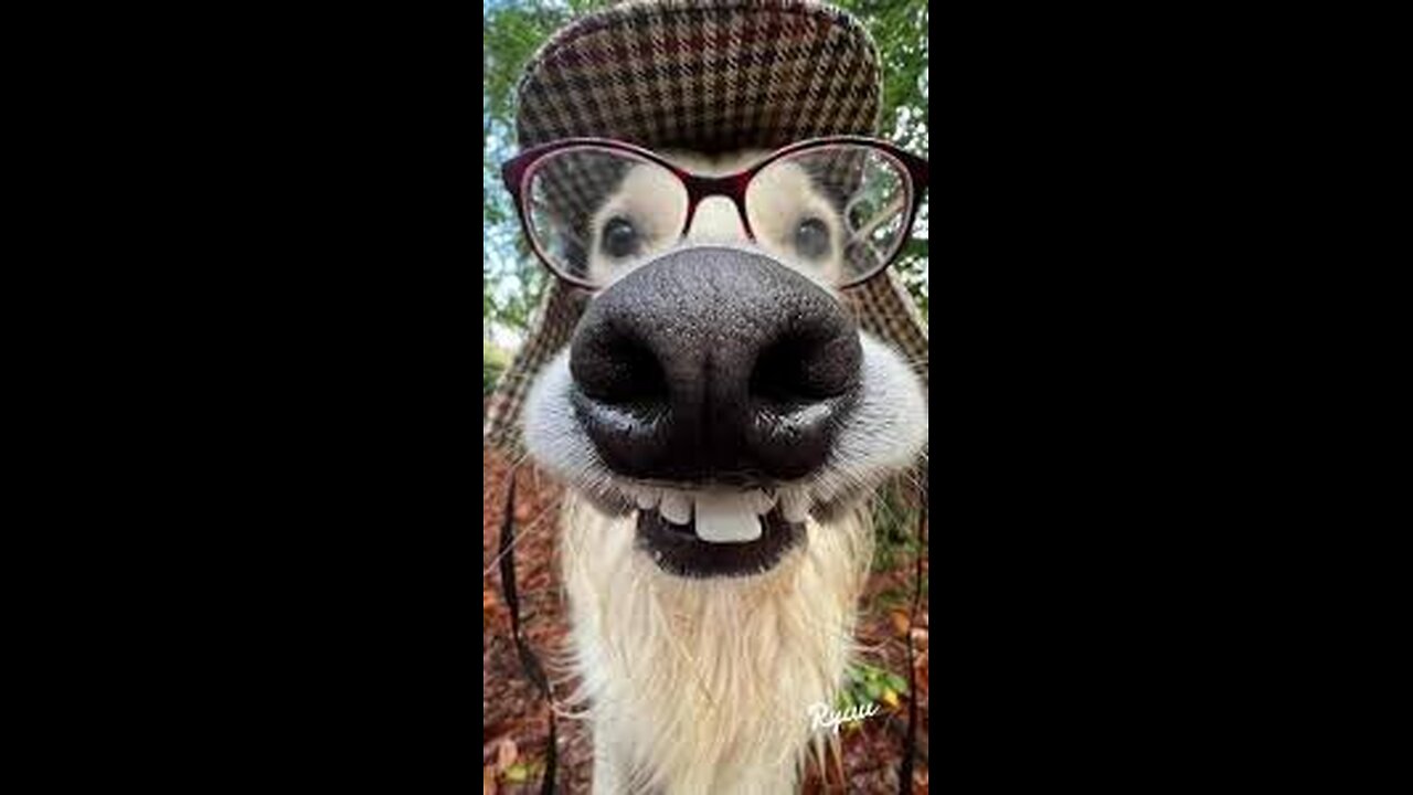 "Funniest Dog Fails Ever – Must Watch!"