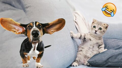 Viral Try Not To Laugh Cats And Dogs Videos 😁 - BEST Funny Animal Videos 2025