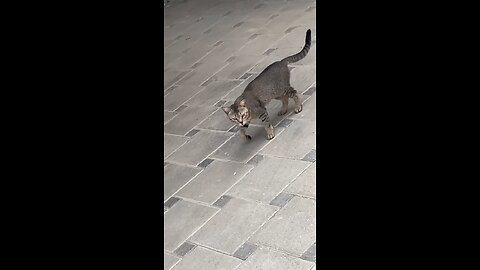 Cat 🐈😻