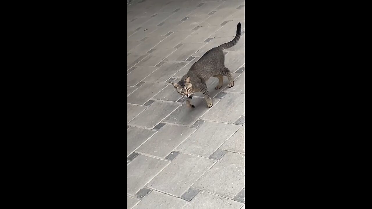 Cat 🐈😻