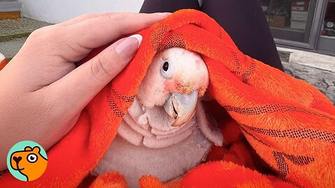 Cockatoo Surrendered For Being Mean, Turns She's a Sweetie | Cuddle Buddies