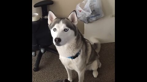 This Talking Husky Is Too Smart! 😂