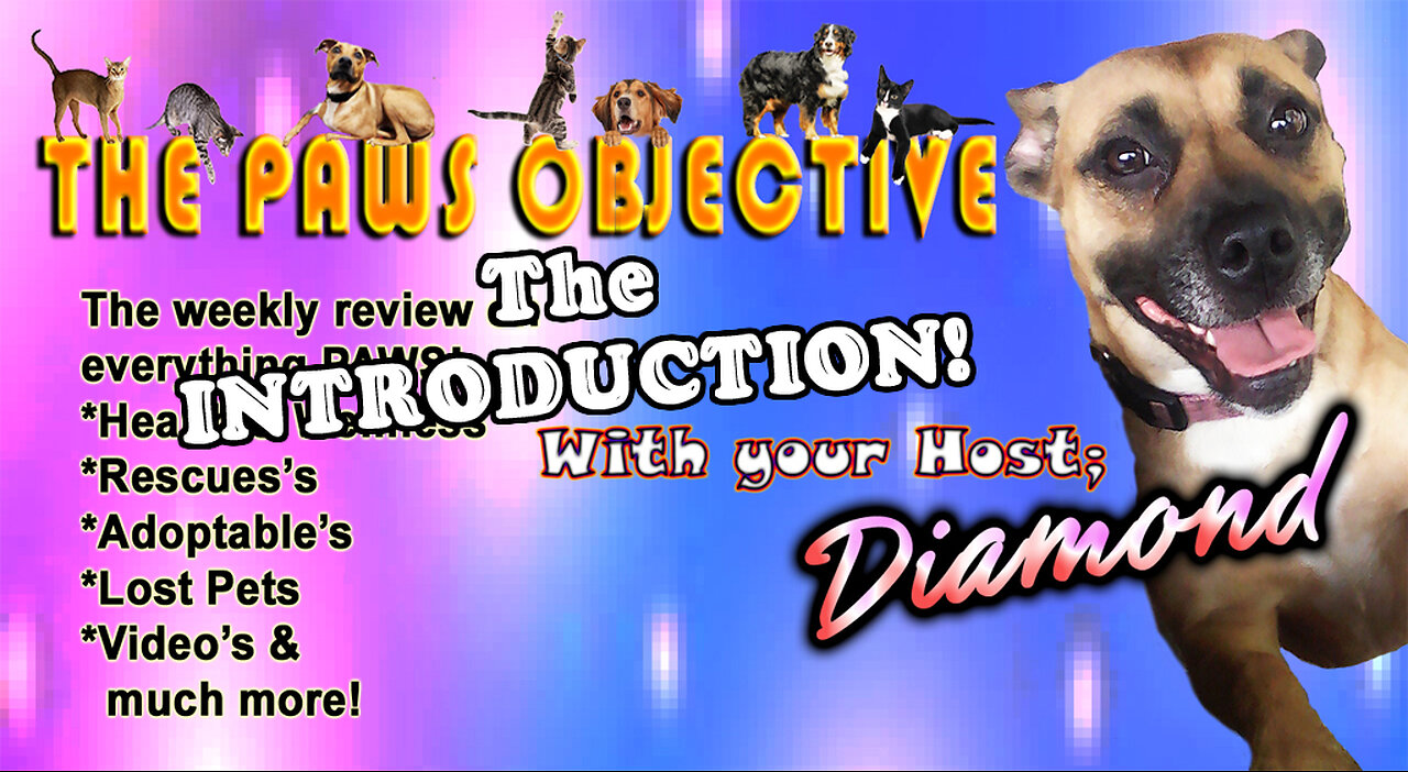 PAWS OBJECTIVE DEBUT / INTRO