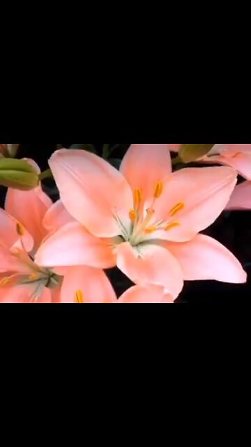 JOSEPH: FORWARD BY FAITH - DAILY DEVOTIONAL ❤️