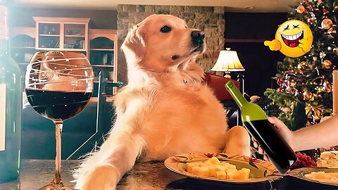 2025’s Funniest Dogs & Cats 😂 You Won’t Stop Laughing! | You Laugh You lose 😍😸😹 #Ep81