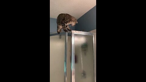 acrobat,singing cat