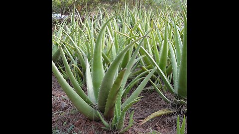 Aloe Vera - Not Just for Sunburns