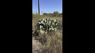 CATUS TEXAS USA