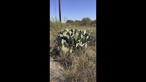 CATUS TEXAS USA