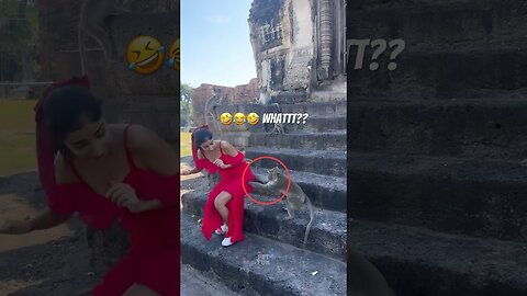 The Animals #funnyanimals #animals #pets #shorts